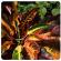 Кодиеум: разновидности, сорта, размножение и выращивание в домашних условиях Комнатное растение кодиеум