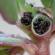 Портулак из семян в домашних условиях когда сажать на рассаду посадка и уход в открытом грунте Портулак каламбур выращивание из семян когда сажать