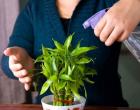 Стаен бамбук: снимка, грижи у дома Как да презасадите растение