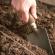 Koriander: pestovanie doma a na otvorenom priestranstve Kedy zasadiť koriander na otvorenom priestranstve