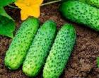 Отглеждане на краставици в оранжерия видео Как правилно да засадите краставици в оранжерия