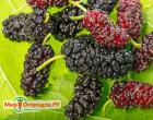 Mulberries: description and cultivation technology Show mulberries