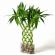 Proper care of Dracaena sandera at home Formation of a plant in a pot