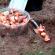 Посадка тюльпанов в открытый грунт - выбор сорта, подготовка почвы и луковиц, уход и борьба с болезнями