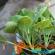 Πότε να φυτέψετε λαχανάκια Βρυξελλών για σπορόφυτα Καλλιεργήστε λαχανάκια Βρυξελλών από σπόρους