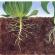 Aké sú koreňové systémy rastlín?