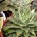 Echeveria kaktus.  Echeveria.  Er planten giftig?