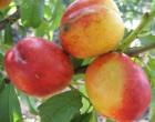 Review and description of the best types and varieties of peach