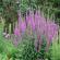 Fleur de Salvia : culture, photo de fleur, plantation et entretien de la salvia