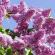 Lilac: tips for planting and care Preparing lilacs for winter in the fall