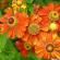 Blomster og planter for solrike steder i hagen: anbefalinger for å velge Hvilke planter elsker solen