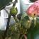 Dăunători periculoși ai parcelei de grădină - afidele