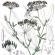 Familie der Doldenblütler (Sellerie) – Umbelliferae (Apiaceae)
