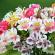 The most common varieties of alstroemeria Growing alstroemeria at home