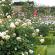 Popis ruže Claire Austin, vlastnosti výsadby a starostlivosti Anglická ruža Claire Rose