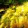 Пера трева: отглеждане и грижи, характеристики на растението и неговата снимка Този вид пера трева се нарича най-красивата с причина