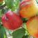 Огляд та опис кращих видів та сортів персика