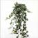 Ivy (Hedera Hedera) - skrivnosti oskrbe in gojenja, ponovna zasaditev, hranjenje, razmnoževanje Nega Ivy hedera