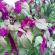 Amaranth tricolor, φύτευση και φροντίδα του φωτισμού στον κήπο Amaranth tricolor καλλιέργεια