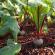 How to get rid of beet pests