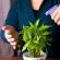 Indoor bamboo: photo, care at home How to replant a plant