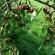 Cherry Revna: koristni nasveti za gojenje zimsko odporne lepotice Cherry Revna opis sorte