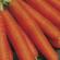 Mittelsaison- und späte Karottensorten für die Winterlagerung. Späte Karottensorten für die Winterlagerung
