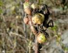 Kujdesi për rrush pa fara në pranverë: krasitje, plehërim, mbrojtje nga sëmundjet dhe dëmtuesit