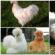 Китайско копринено пиле - характеристики на породата