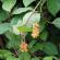 Schisandra chinensis, dyrking og stell Når skal du plante Schisandra chinensis