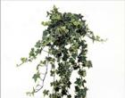 Ivy (Hedera Hedera) - арчилгаа, тариалалт, нөхөн тарих, тэжээх, үржүүлэх нууц Ivy hedera арчилгаа