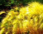Perna trava: gojenje in nega, značilnosti rastline in njena fotografija Ta vrsta pernate trave se z razlogom imenuje najlepša