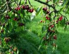 Cherry Revna: نکات مفید برای رشد زیبایی زمستانی Cherry Revna شرح انواع