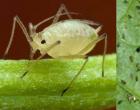 Cruciferous flea beetles: description of the pest and control measures