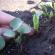 Një shumëllojshmëri perimesh: gjithçka për rrepkën e perimeve me rrënjë të shëndetshme Për të rritur rrepka në një serë