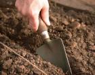 Cilantro: отглеждане у дома и на открито Кога да засадите кориандър на открито