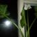 Calla-Lilien im Topf – häusliche Pflege, Pflanzen, Wachsen