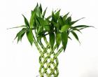 Proper care of Dracaena sandera at home Formation of a plant in a pot