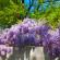 Ανθισμένο δέντρο νάνος wisteria