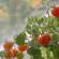 گوجه فرنگی - کاشت، مراقبت و پرورش گوجه فرنگی کاشت گوجه فرنگی در زمین باز
