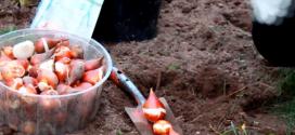 Посадка тюльпанов в открытый грунт - выбор сорта, подготовка почвы и луковиц, уход и борьба с болезнями