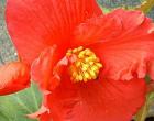 Begonia: цэцгийн тодорхойлолт, шинж чанар, гэрэл зураг